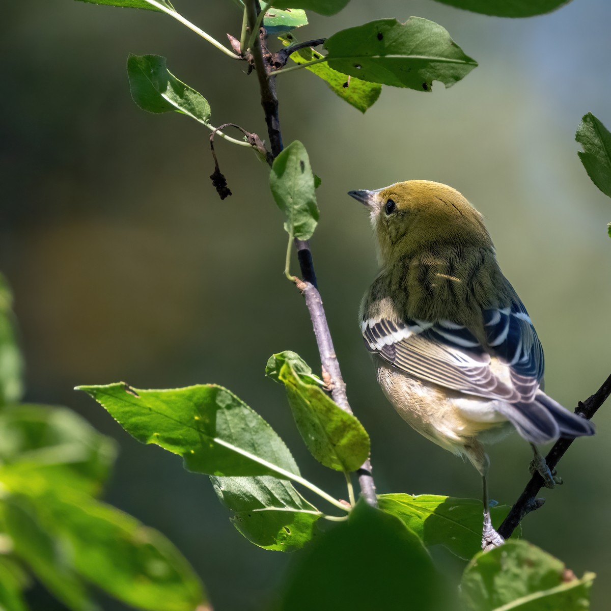 Bay-breasted Warbler - ML641554612