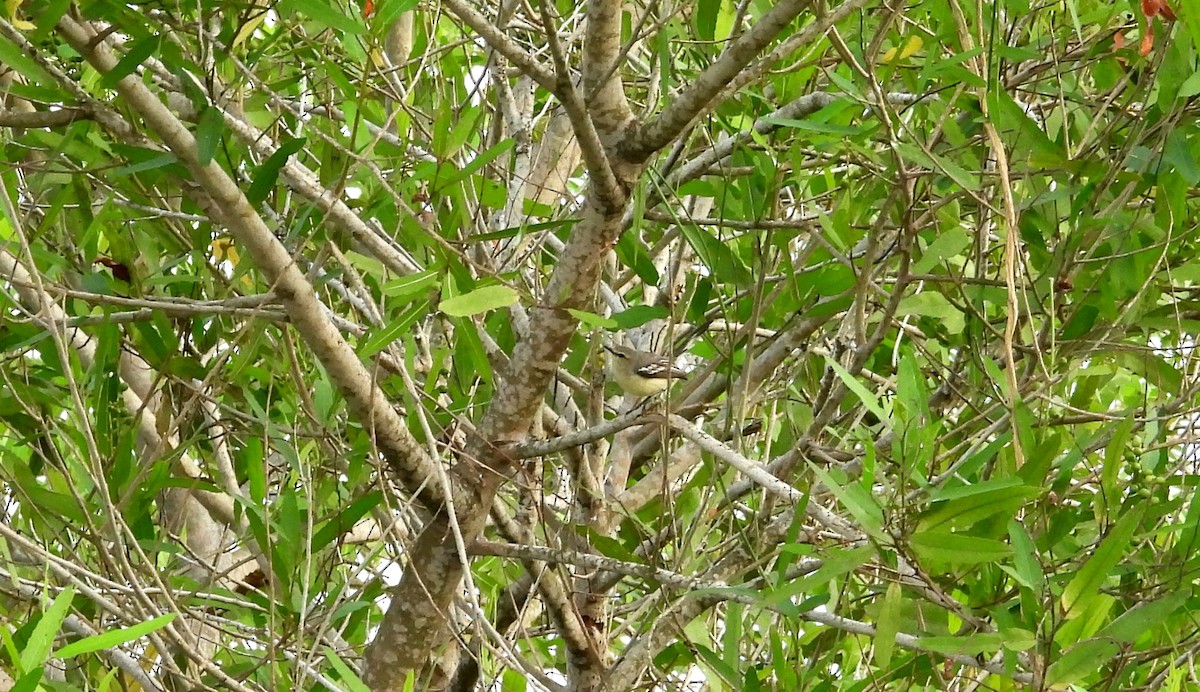 Lesser Wagtail-Tyrant - ML641554619
