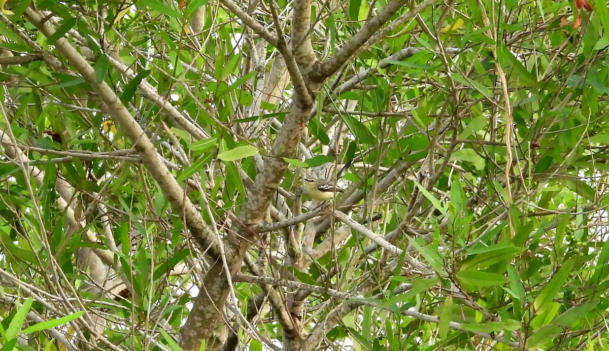Lesser Wagtail-Tyrant - ML641554620