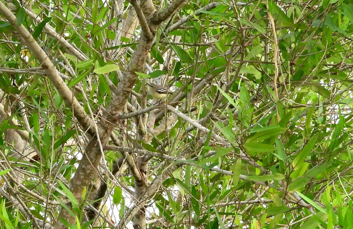 Lesser Wagtail-Tyrant - ML641554621
