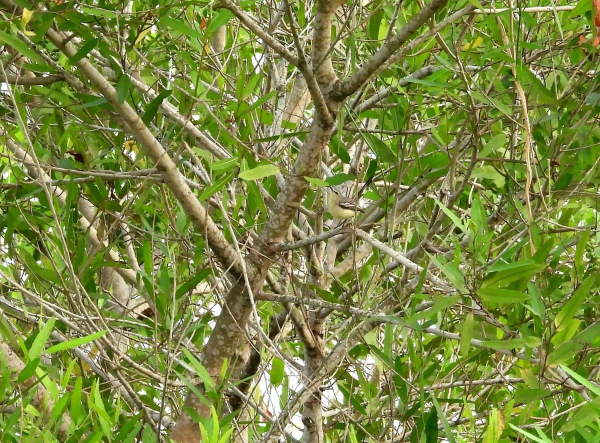 Lesser Wagtail-Tyrant - ML641554622