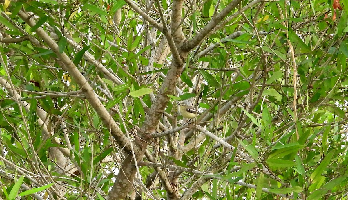 Lesser Wagtail-Tyrant - ML641554626