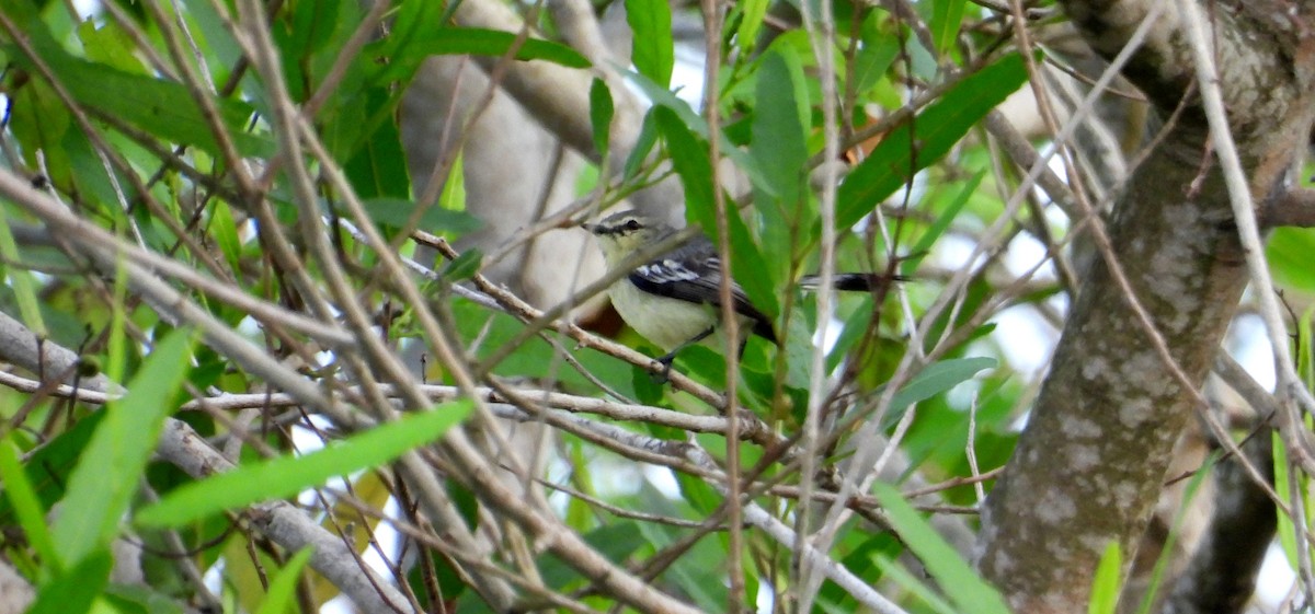 Lesser Wagtail-Tyrant - ML641554628