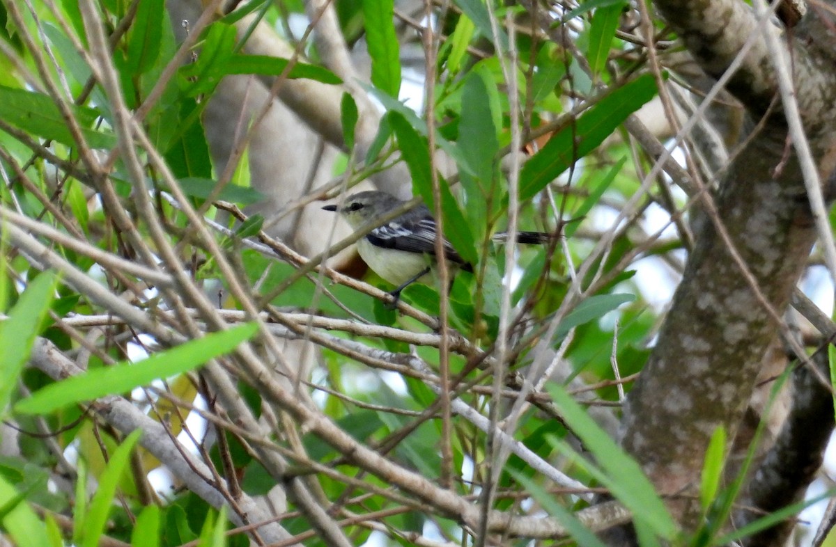Lesser Wagtail-Tyrant - ML641554630