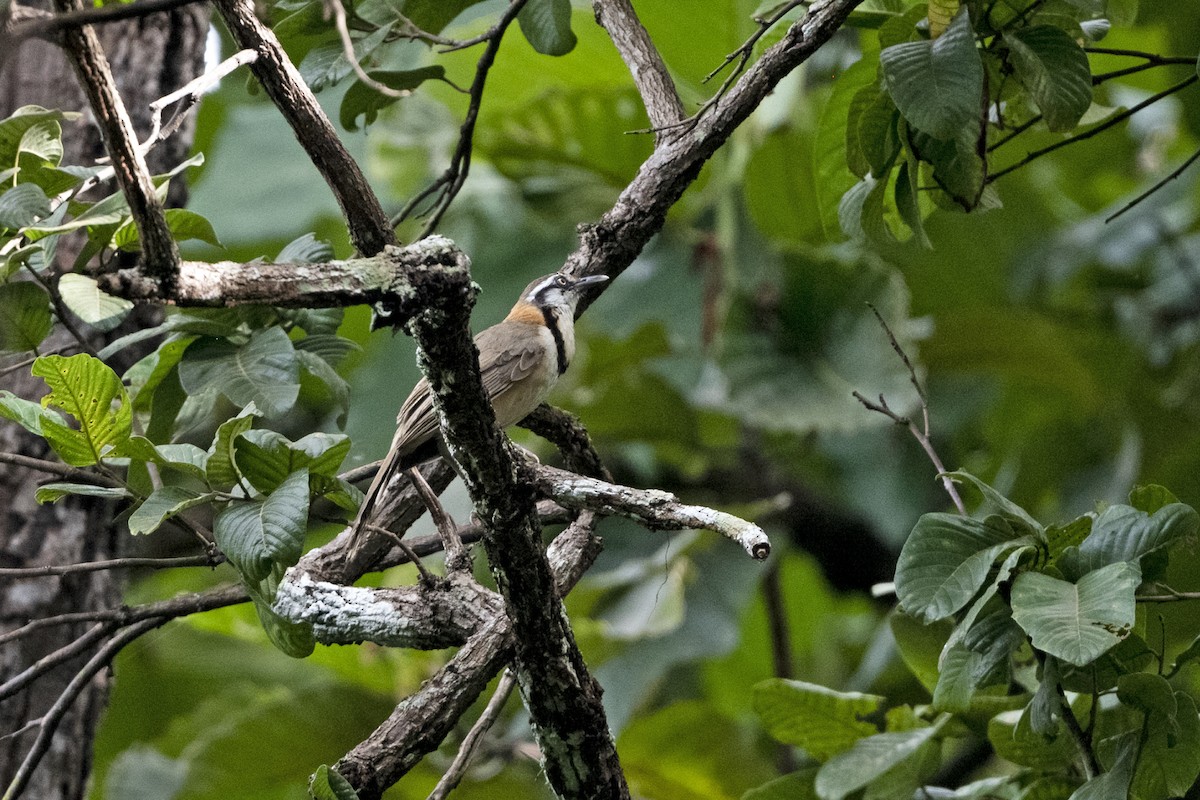 Lesser Necklaced Laughingthrush - ML641554633