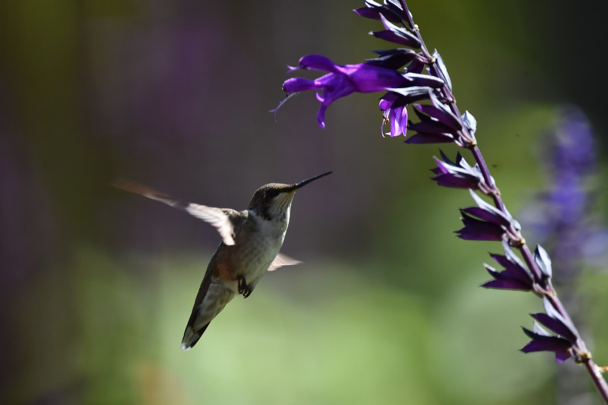 Ruby-throated Hummingbird - ML641554636