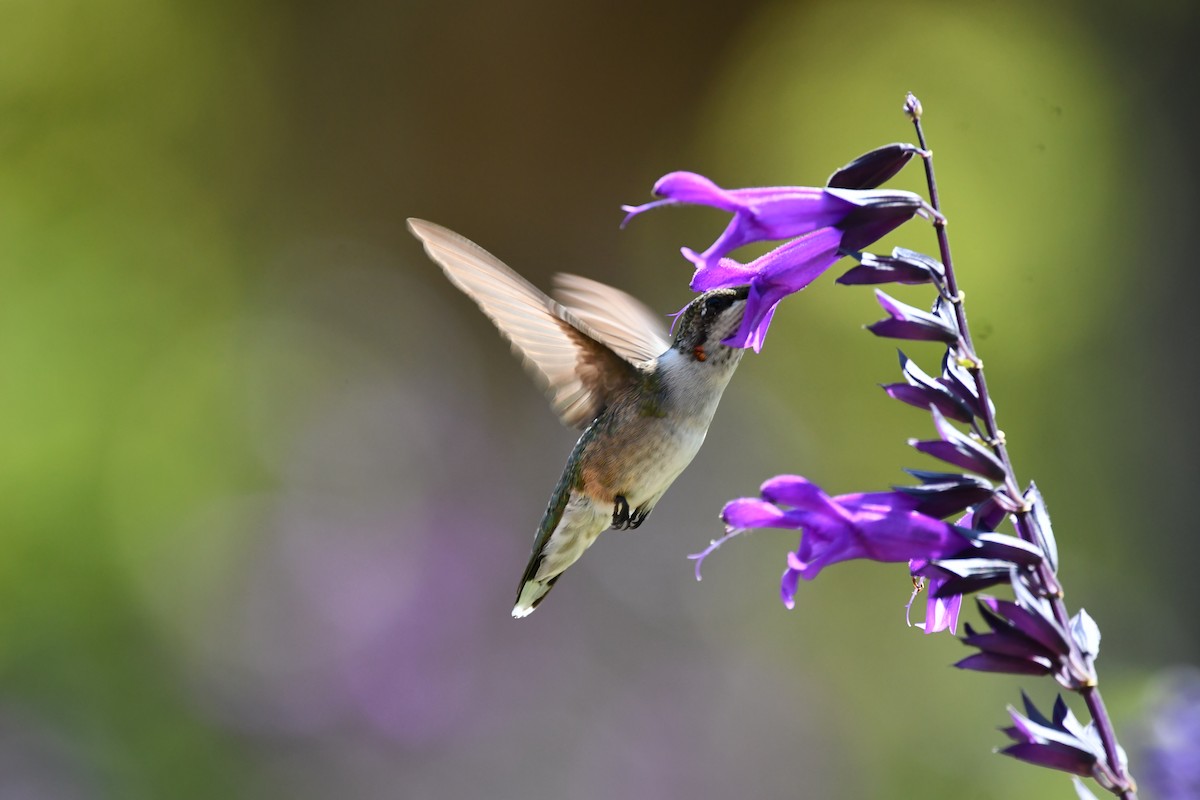 Ruby-throated Hummingbird - ML641554637