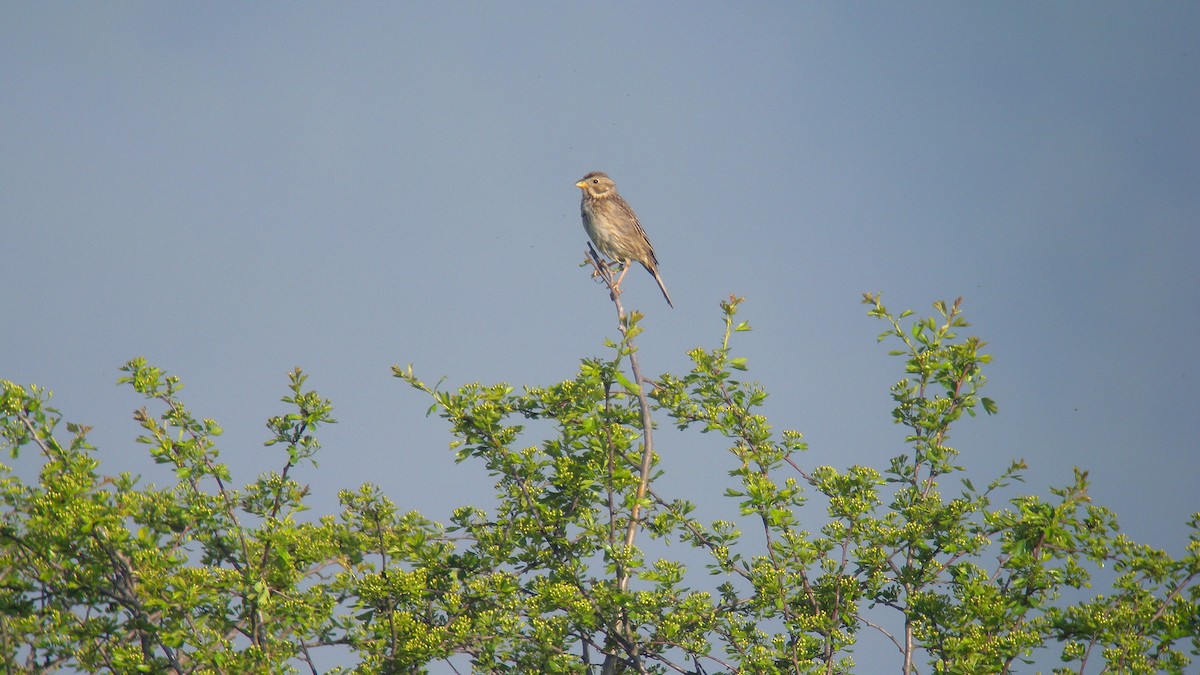 Corn Bunting - ML641554659