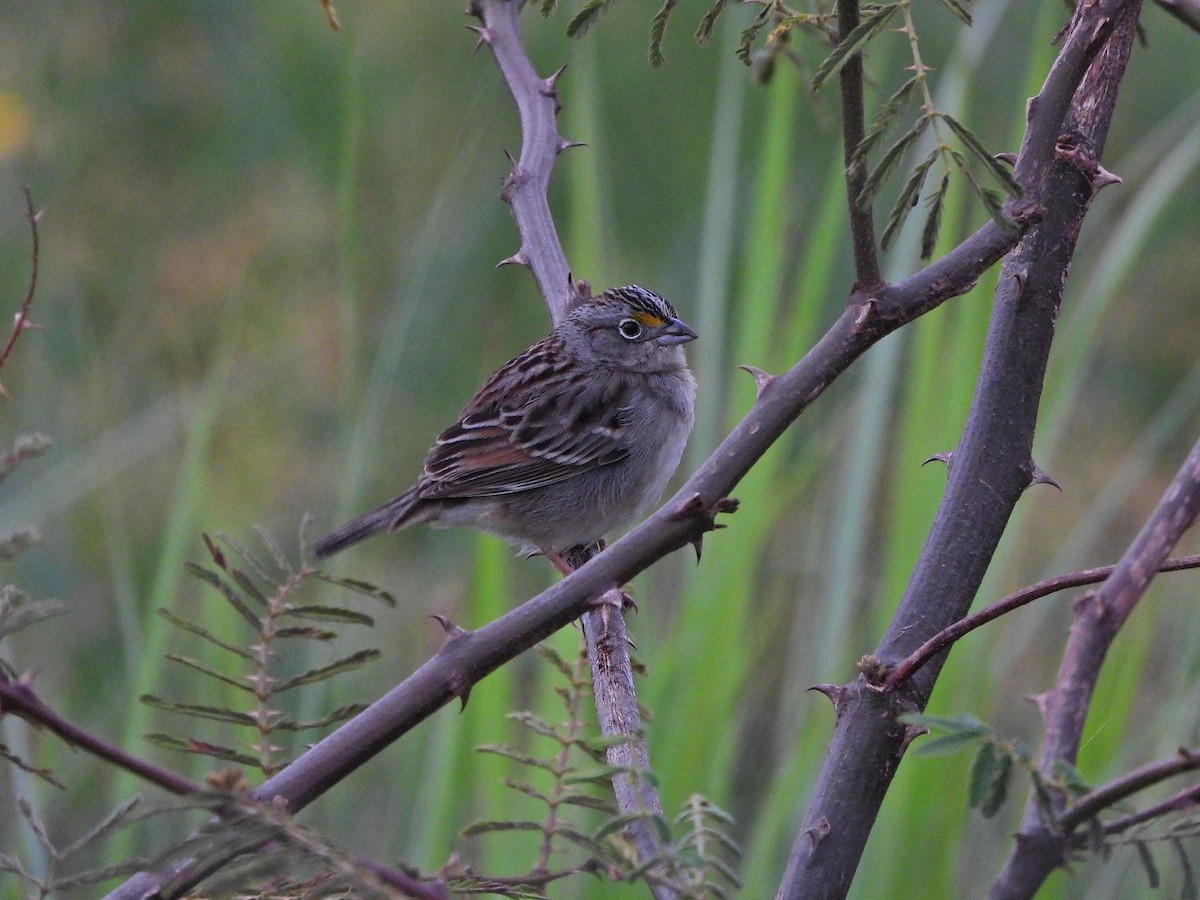 Grassland Sparrow - ML641554660
