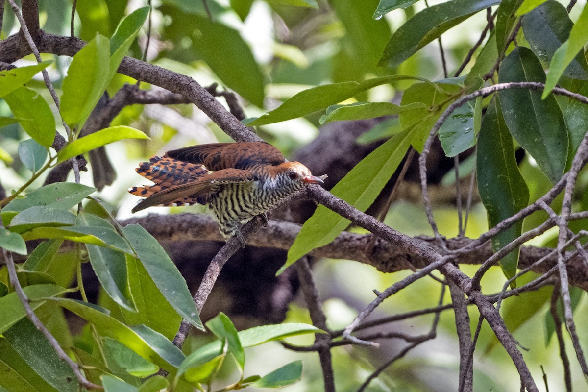 Violet Cuckoo - ML641554669