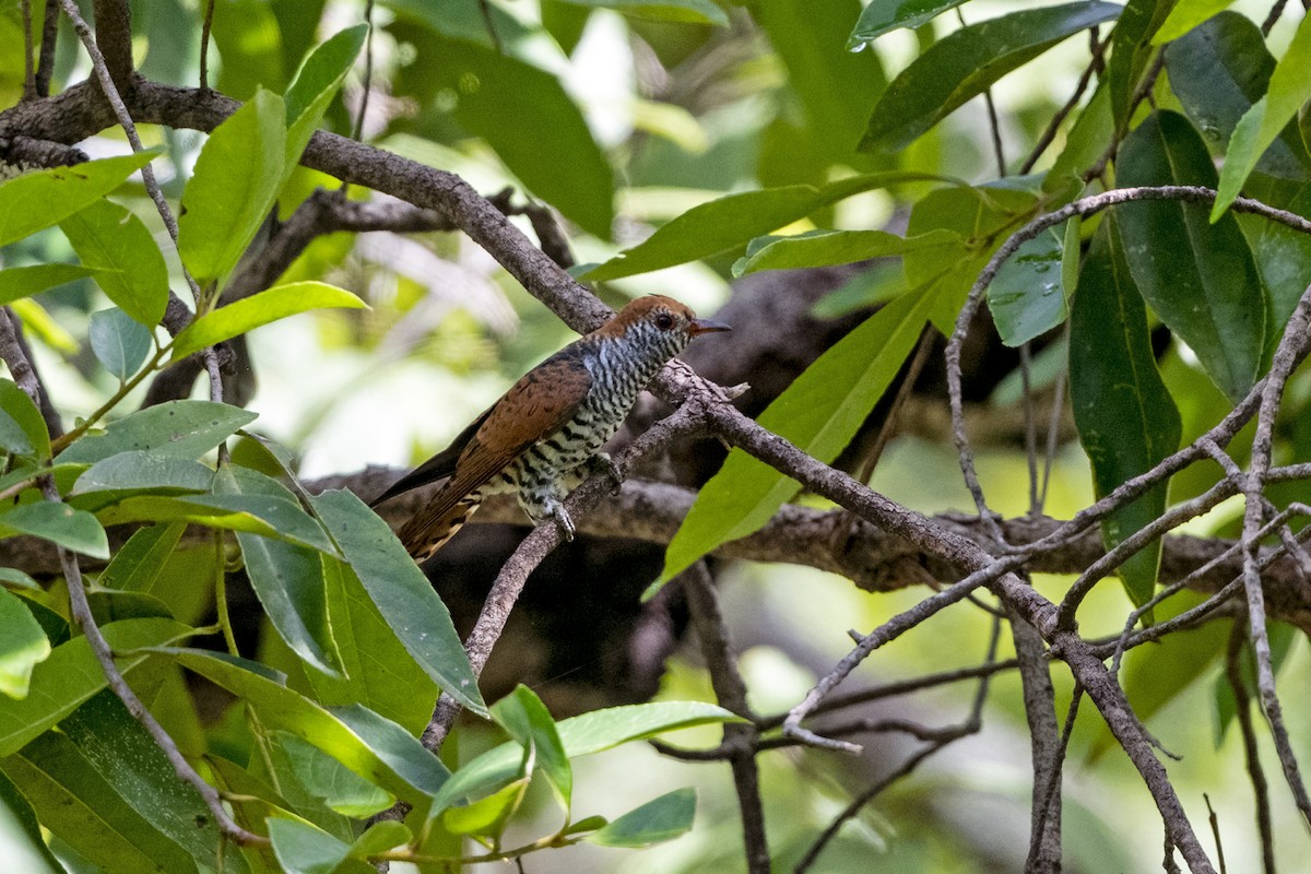 Violet Cuckoo - ML641554675