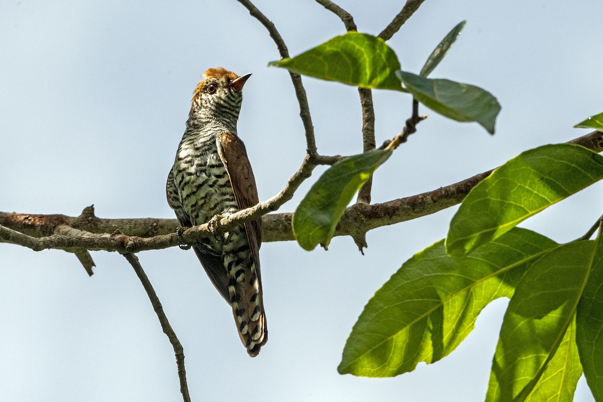 Violet Cuckoo - ML641554682