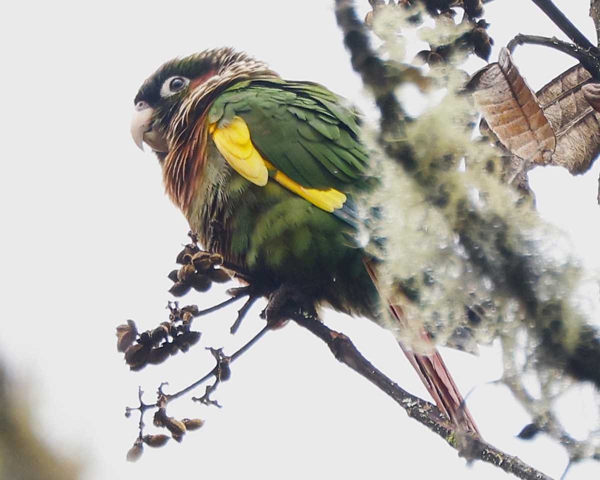 Brown-breasted Parakeet - ML641554691
