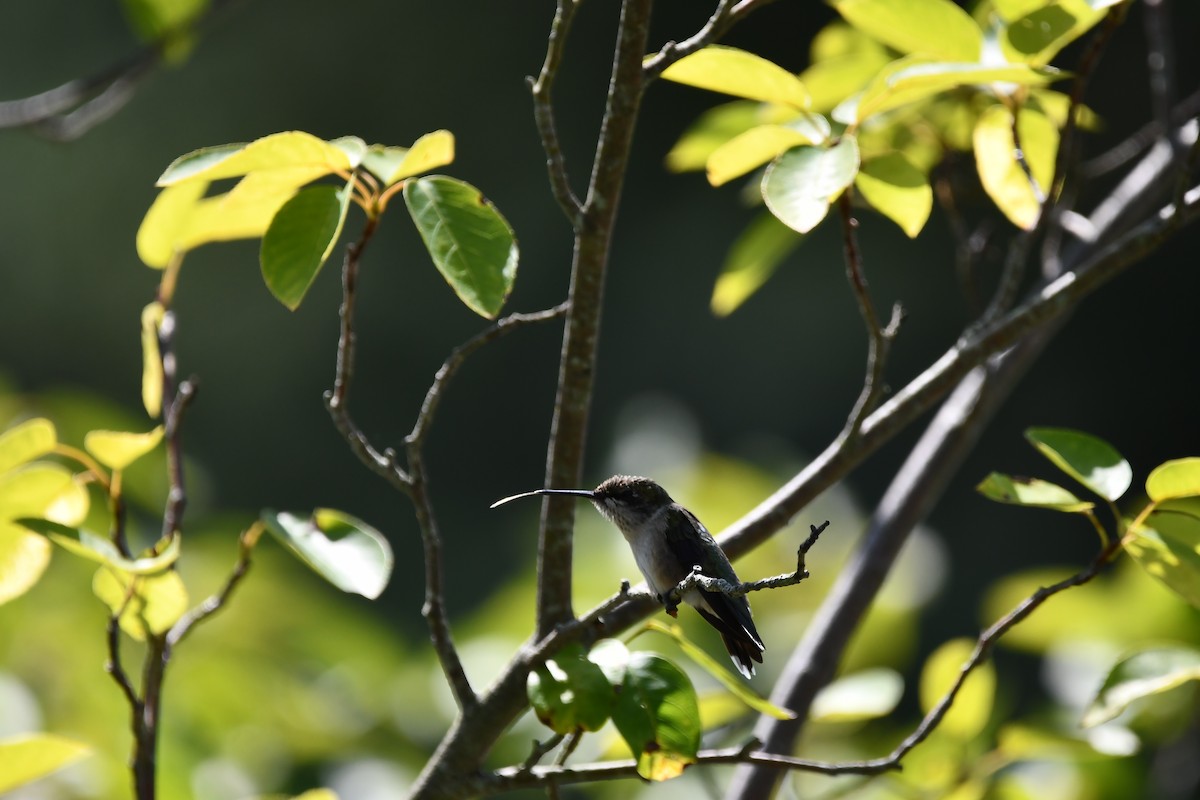Ruby-throated Hummingbird - ML641554696