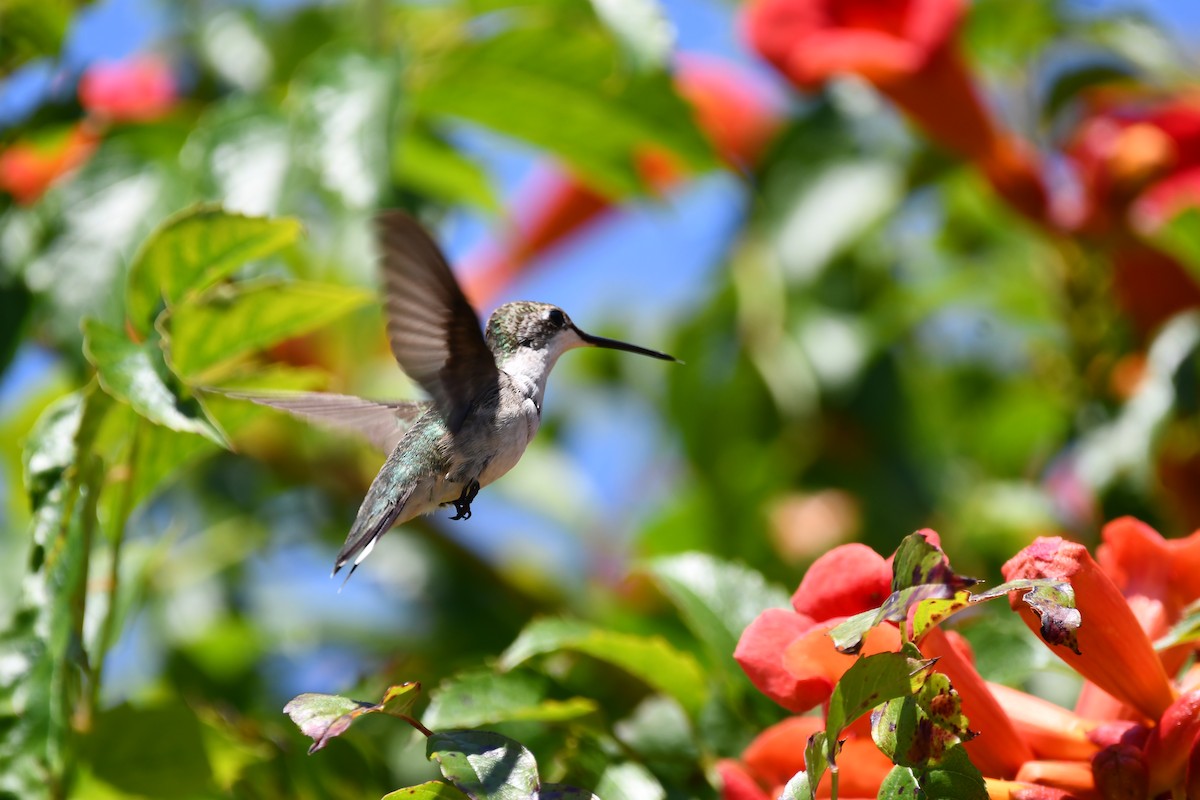 Ruby-throated Hummingbird - ML641554697