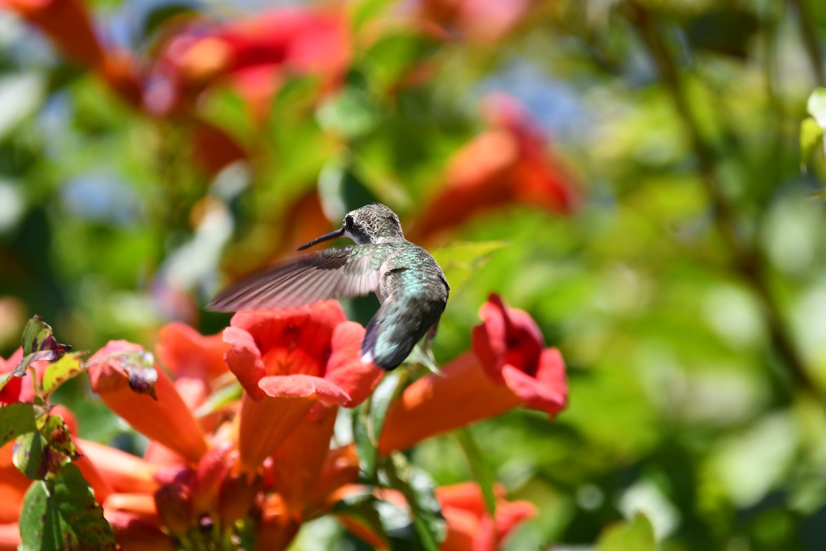 Ruby-throated Hummingbird - ML641554698