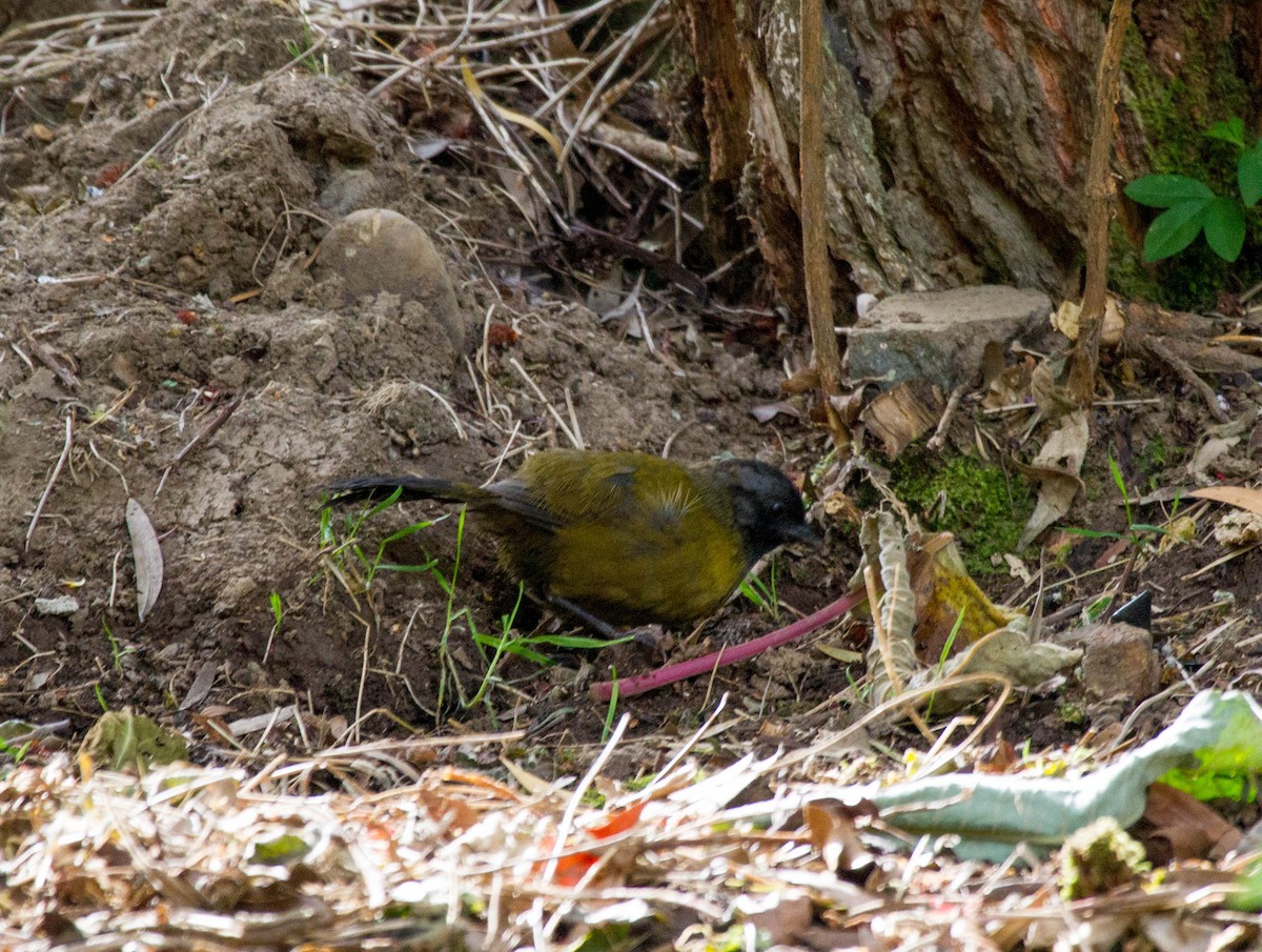 Large-footed Finch - ML641554699