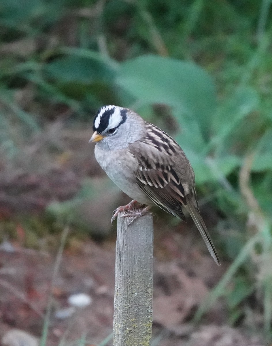 White-crowned Sparrow - ML641554715