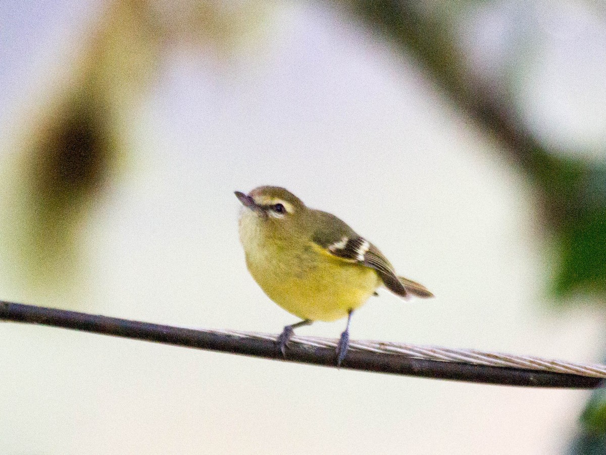 gulbåndvireo - ML641554734