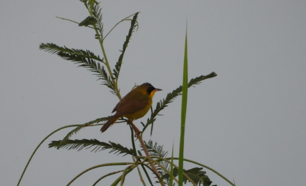 Masked Yellowthroat - ML641554786