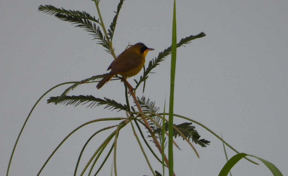 Masked Yellowthroat - ML641554788