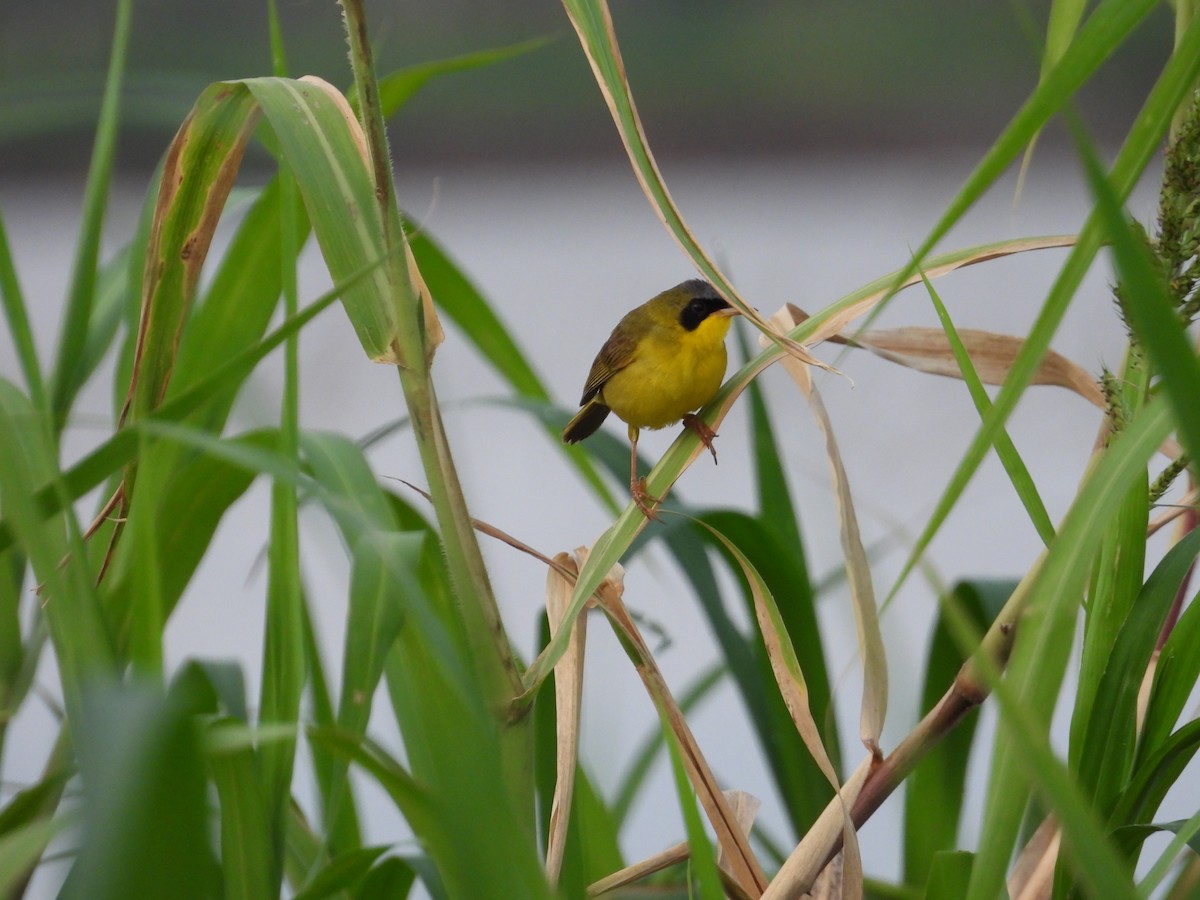 Masked Yellowthroat - ML641554789