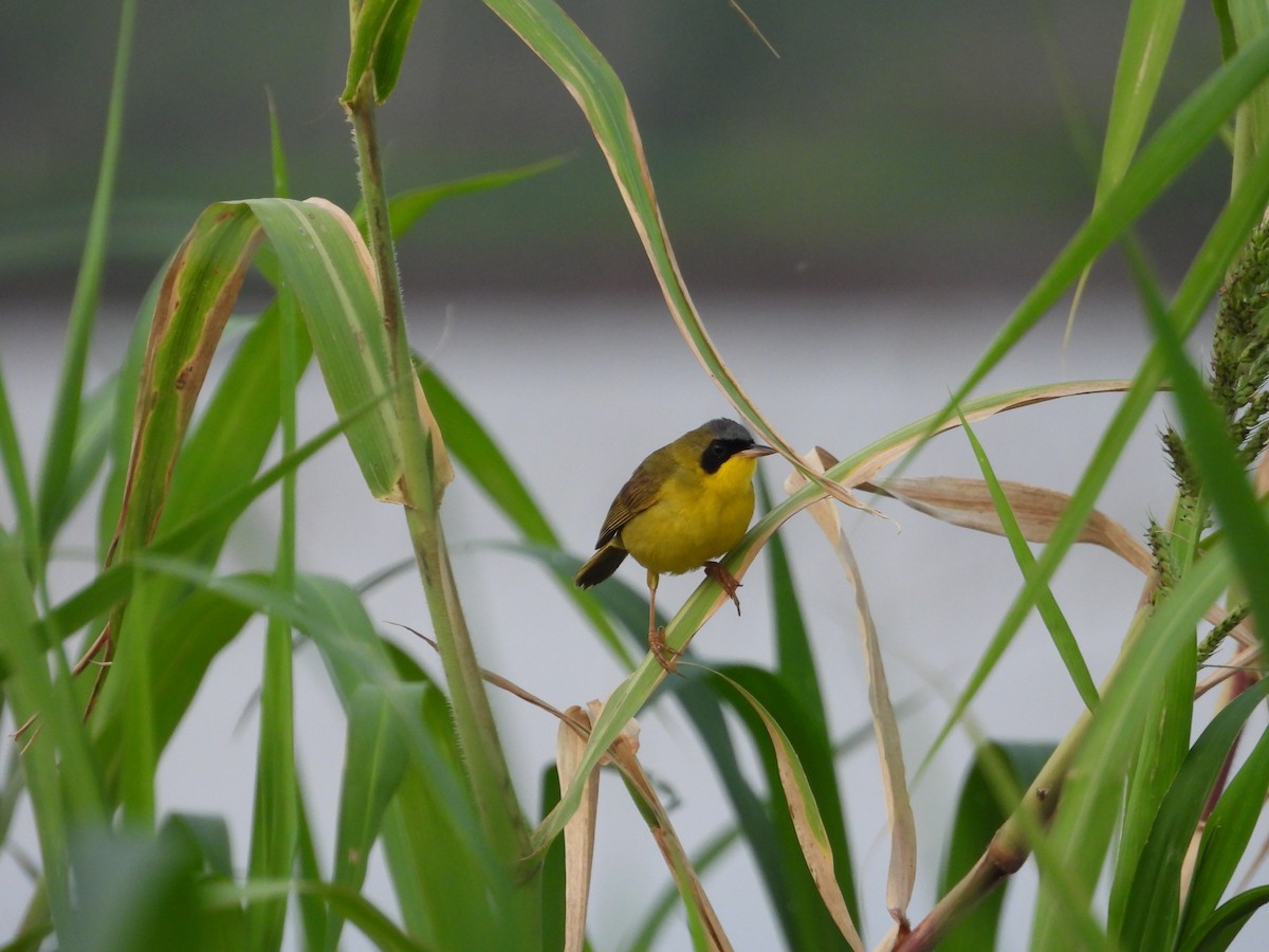 Masked Yellowthroat - ML641554790