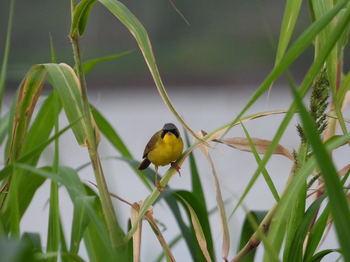Masked Yellowthroat - ML641554791