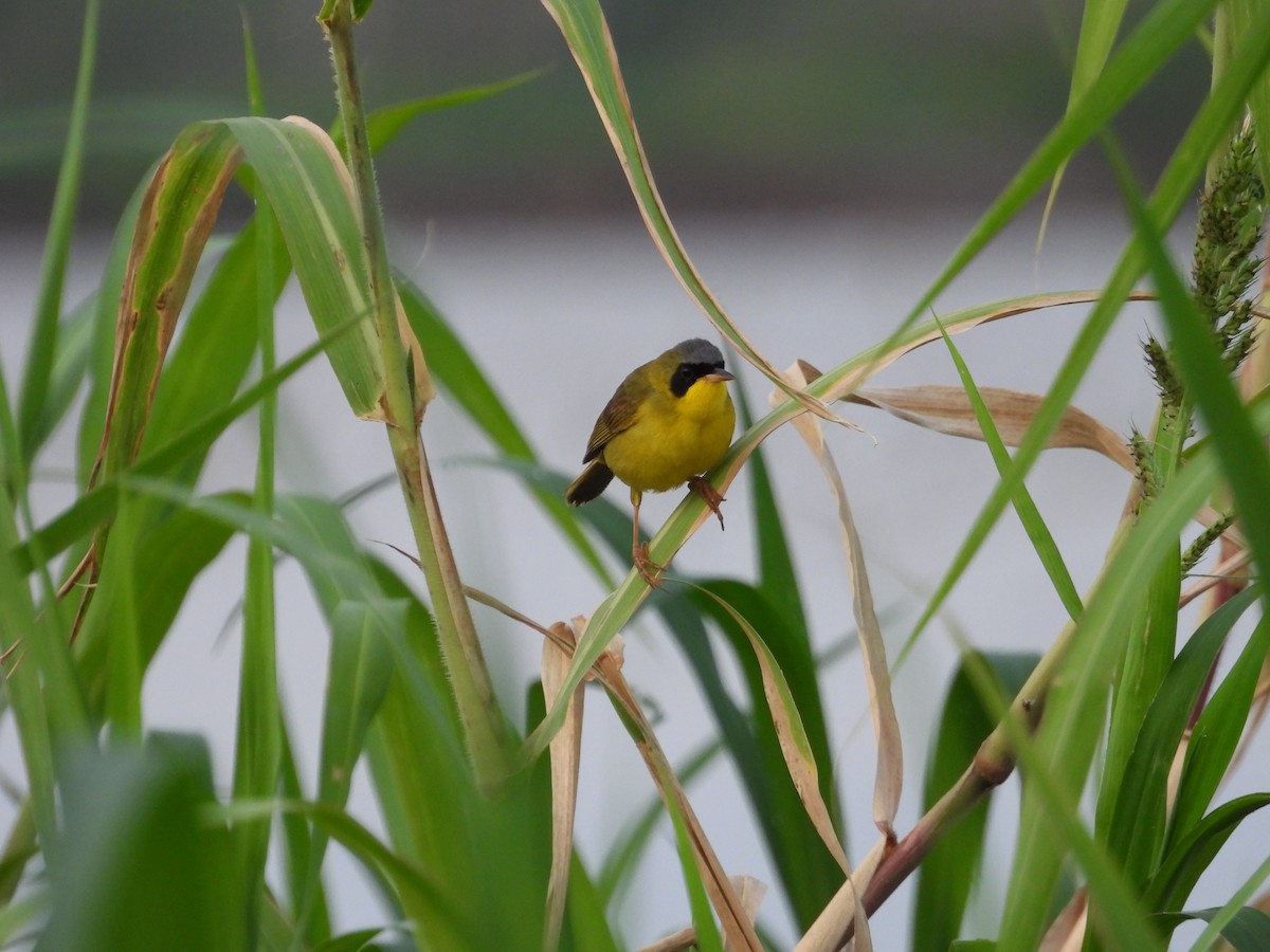 Masked Yellowthroat - ML641554793