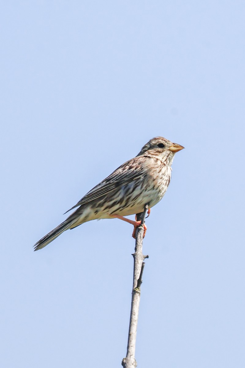 Corn Bunting - ML641554802