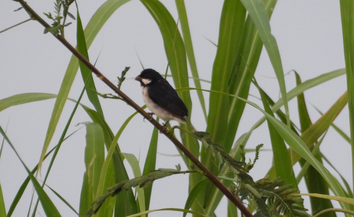 Lined Seedeater - ML641554858