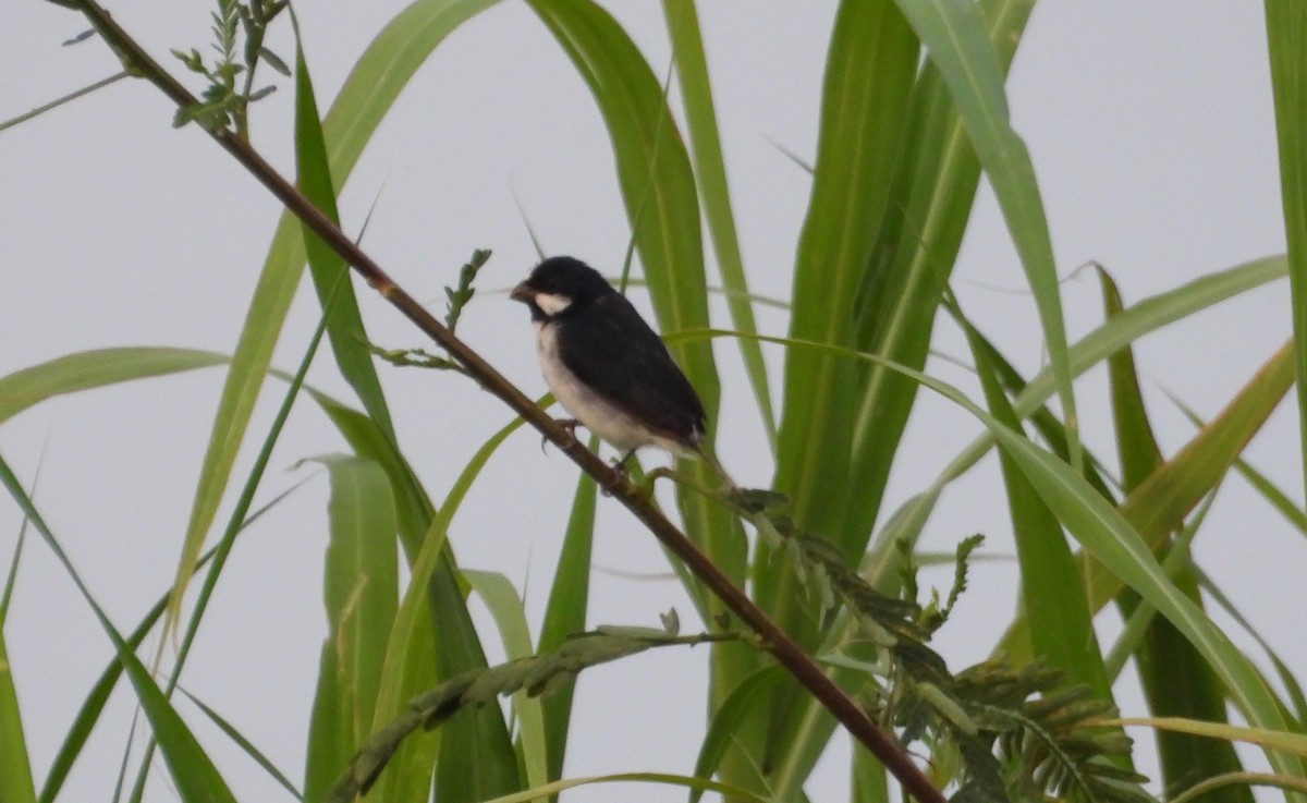 Lined Seedeater - ML641554859
