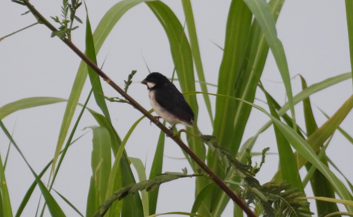 Lined Seedeater - ML641554860