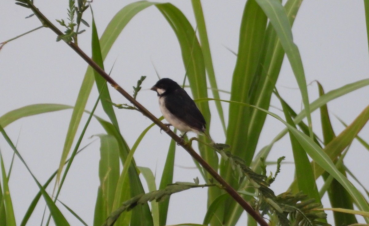 Lined Seedeater - ML641554861