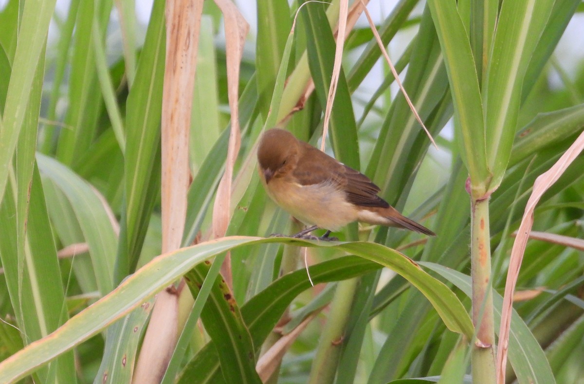 Lined Seedeater - ML641554862