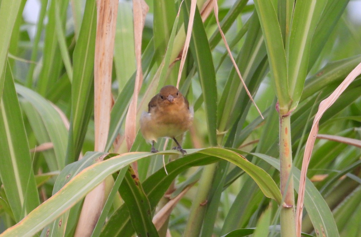 Lined Seedeater - ML641554863