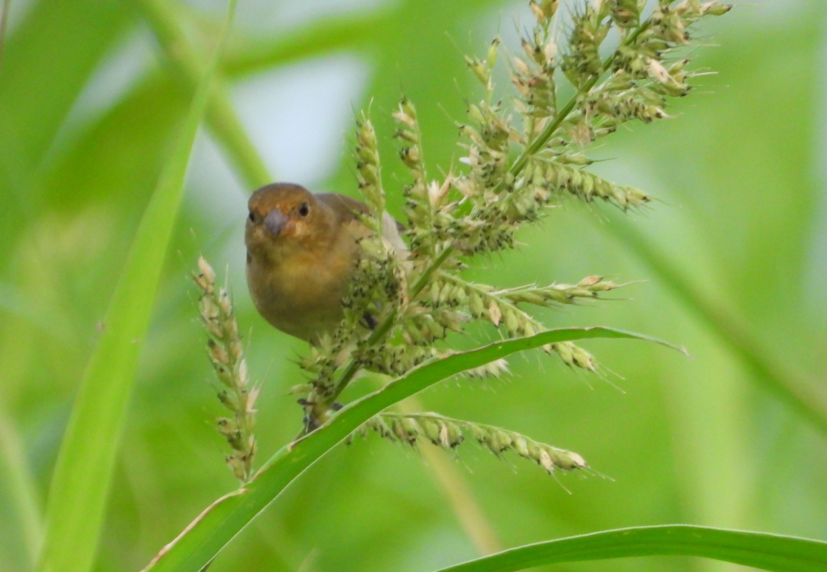 Lined Seedeater - ML641554864