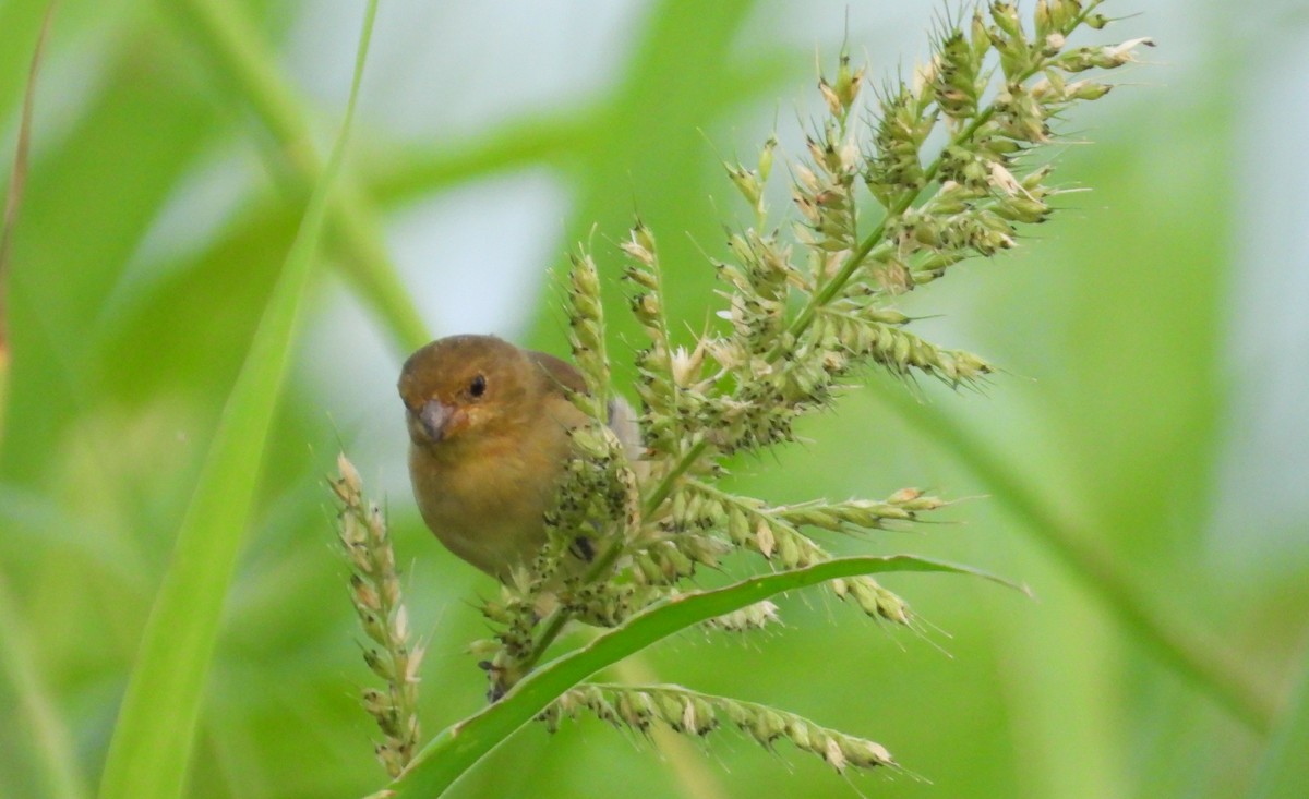Lined Seedeater - ML641554865