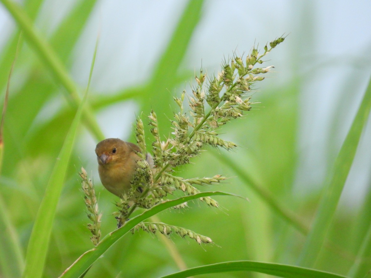 Lined Seedeater - ML641554866