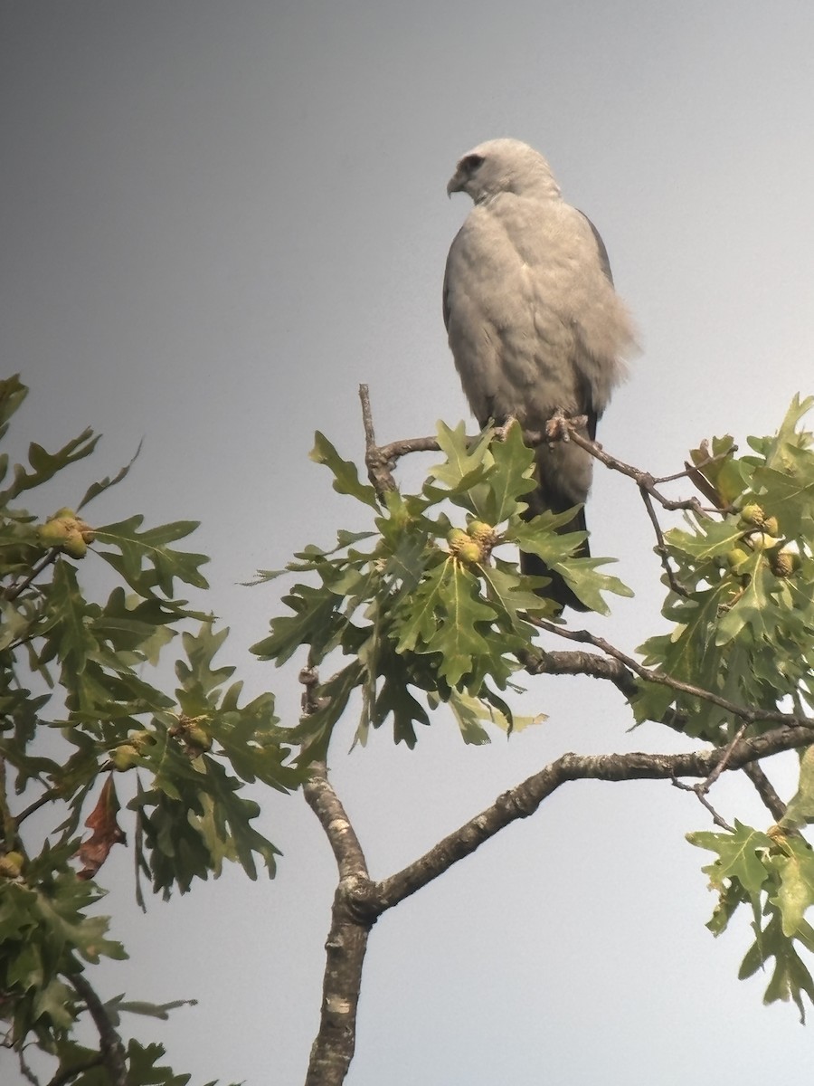 Mississippi Kite - ML641554907