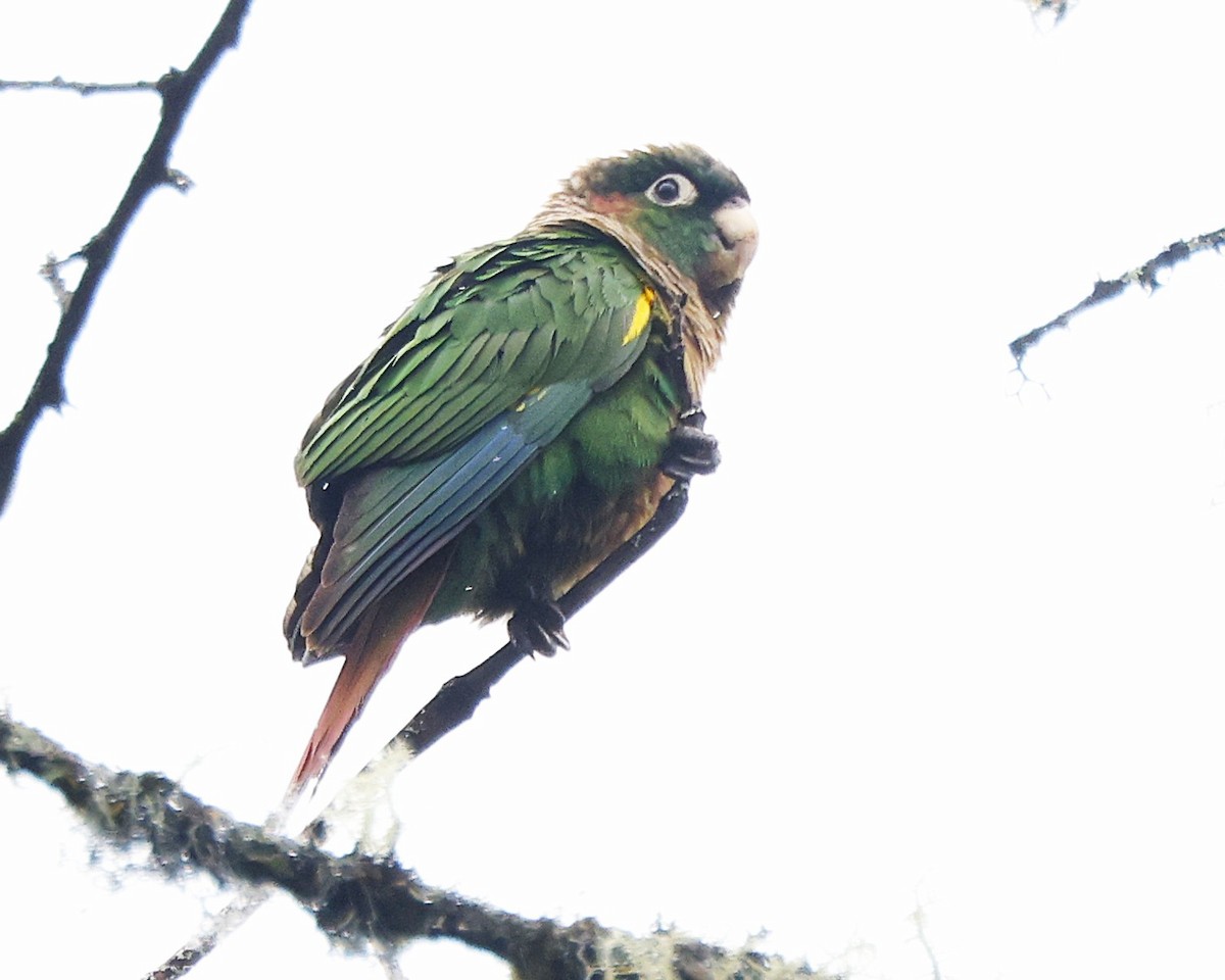Brown-breasted Parakeet - ML641554914