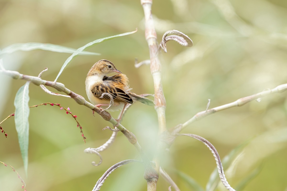 セッカ（juncidis グループ） - ML641554934
