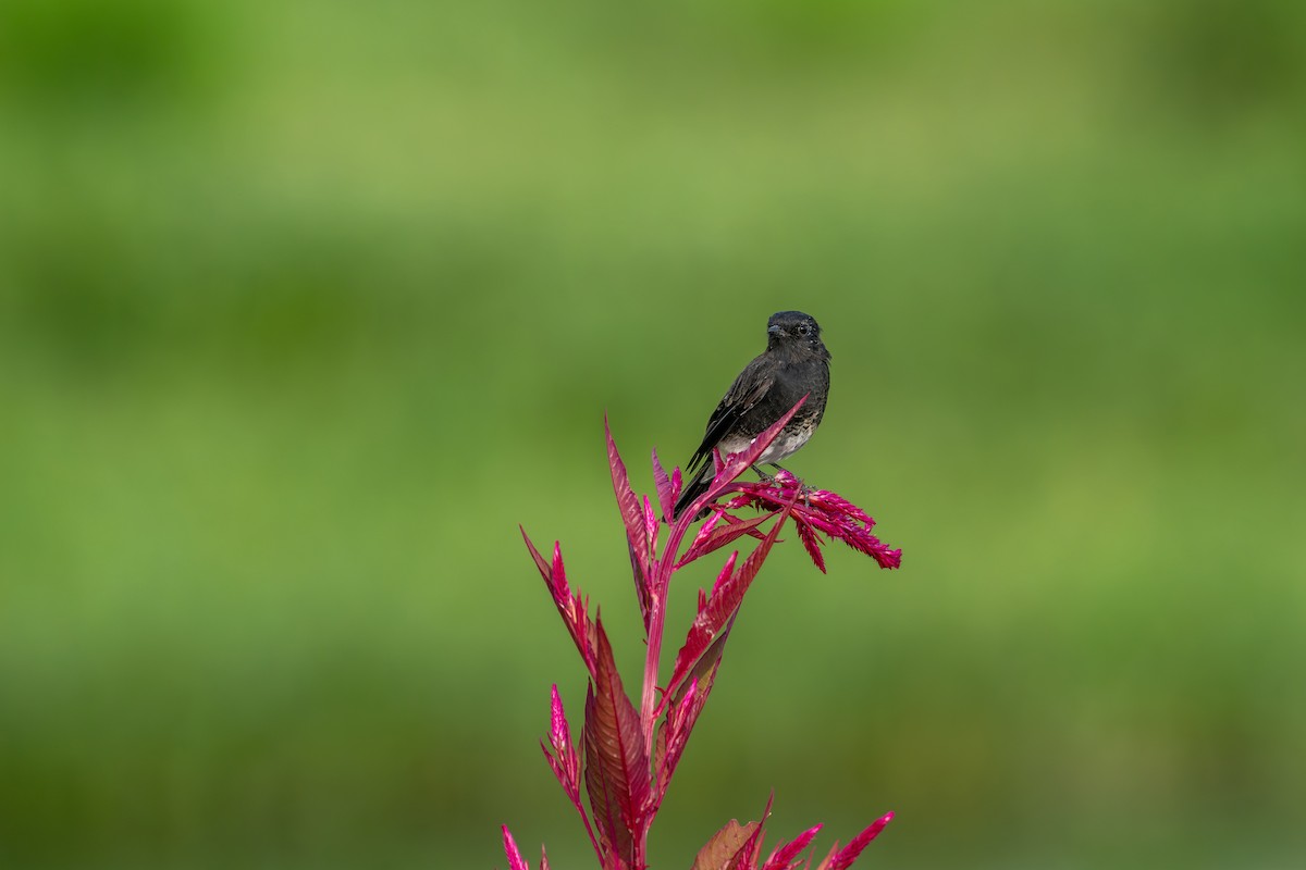 クロノビタキ - ML641554949