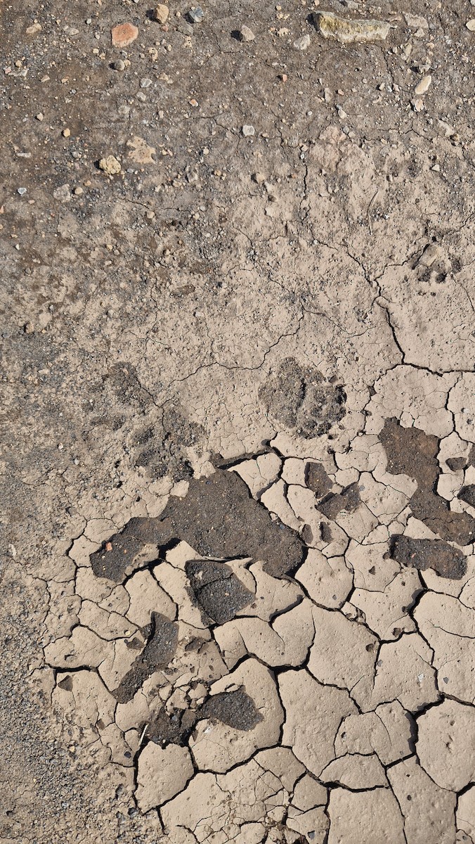 Animals - ML641554972