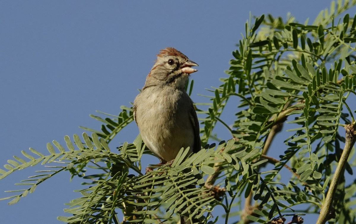 Rostflügelammer - ML641554994