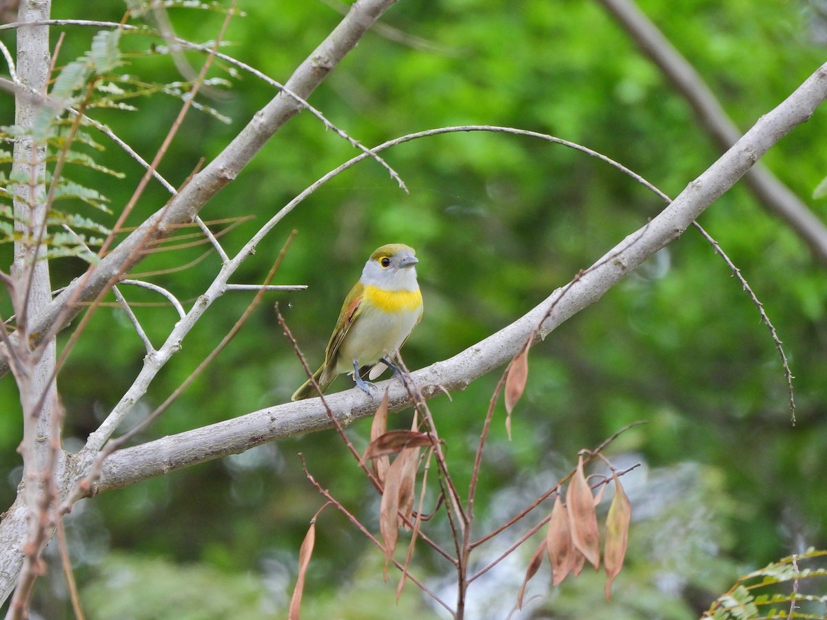 Green-backed Becard - ML641555006