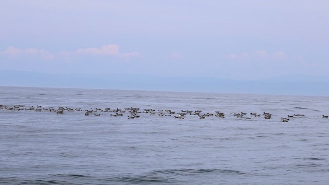 Sooty Shearwater - ML641555044