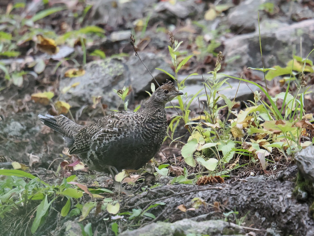 Dusky Grouse - ML641555068