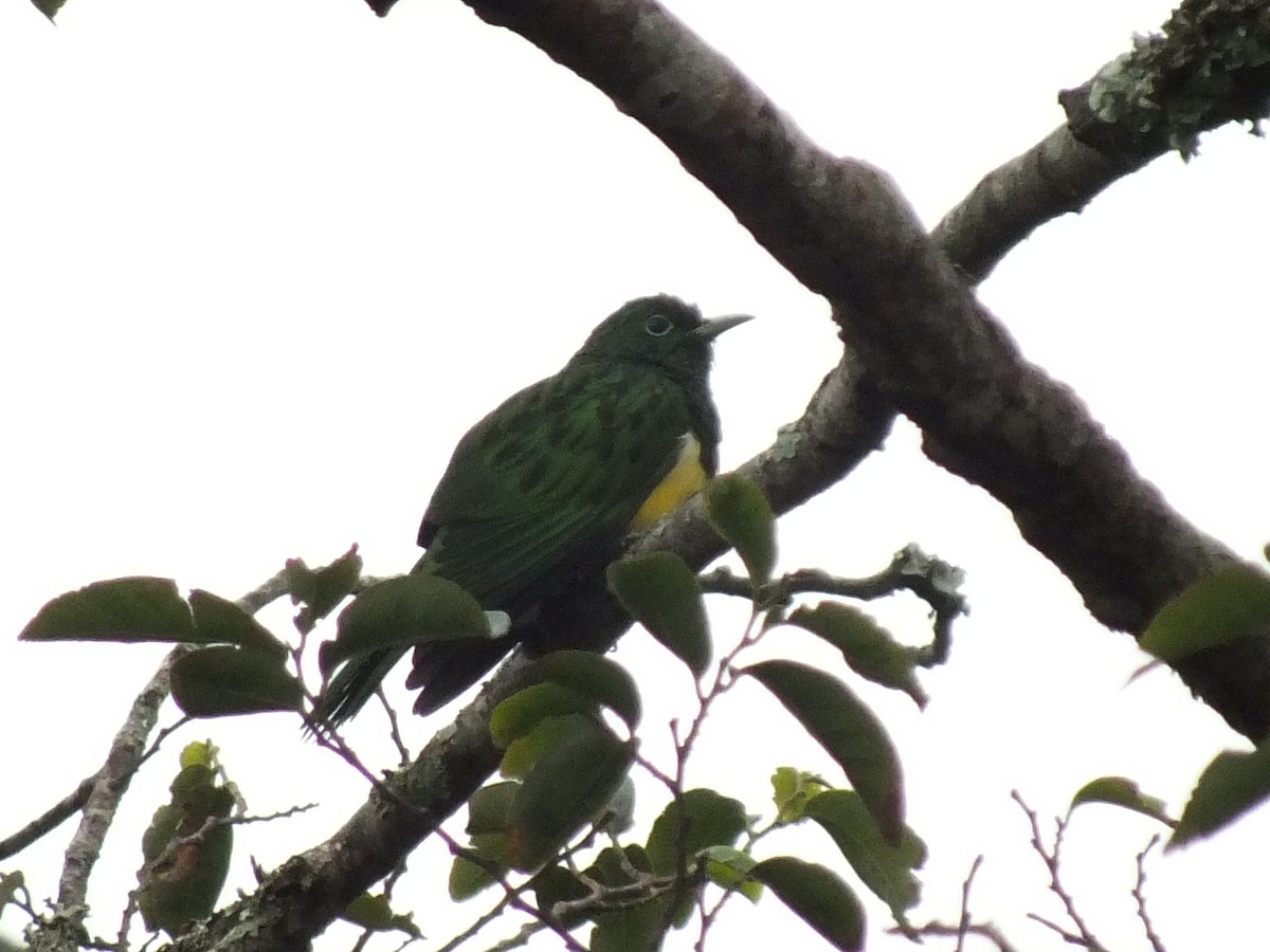 African Emerald Cuckoo - ML641555088