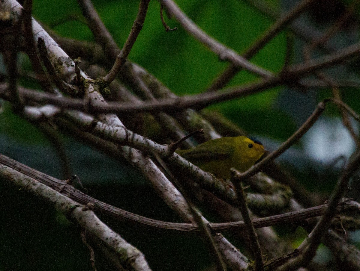 Wilson's Warbler - ML641555120